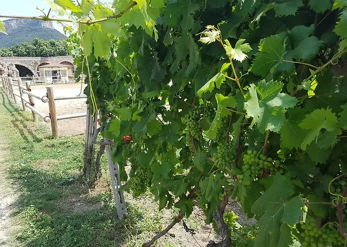 Aparthotel Il Villaggio Di Giuele 3*